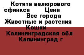 Котята велюрового сфинкса. .. › Цена ­ 15 000 - Все города Животные и растения » Кошки   . Калининградская обл.,Калининград г.